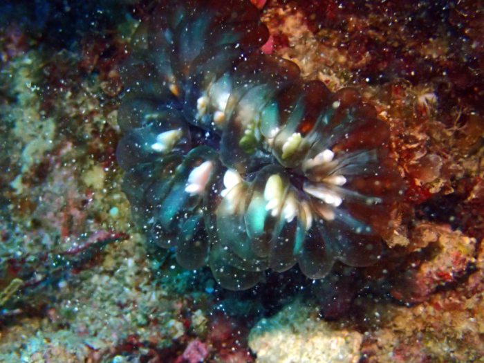 Nudibranche