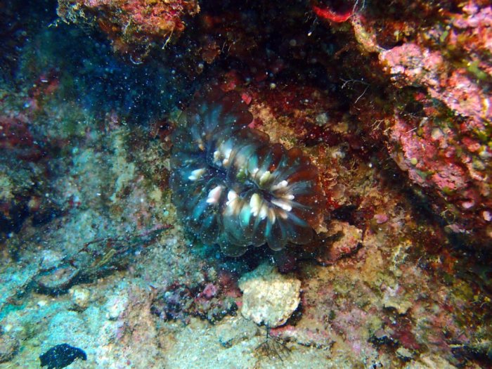 Nudibranche