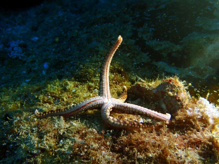 Fromia monilis