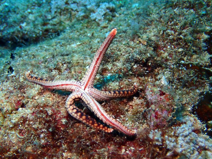 Fromia monilis