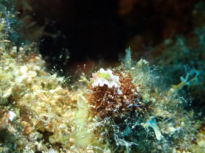 Nudibranche