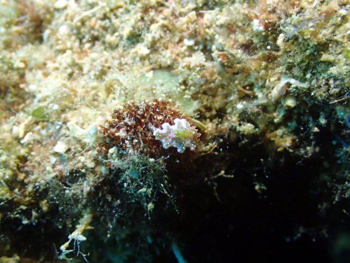 Nudibranche