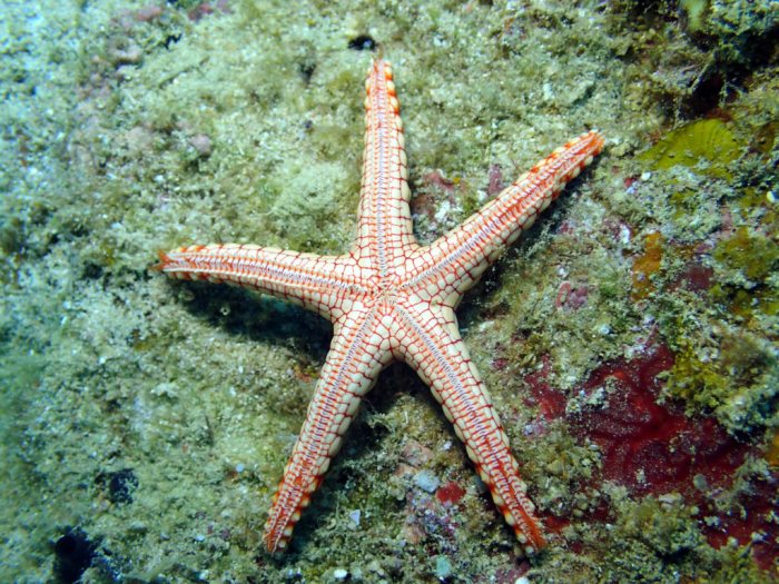 Fromia monilis