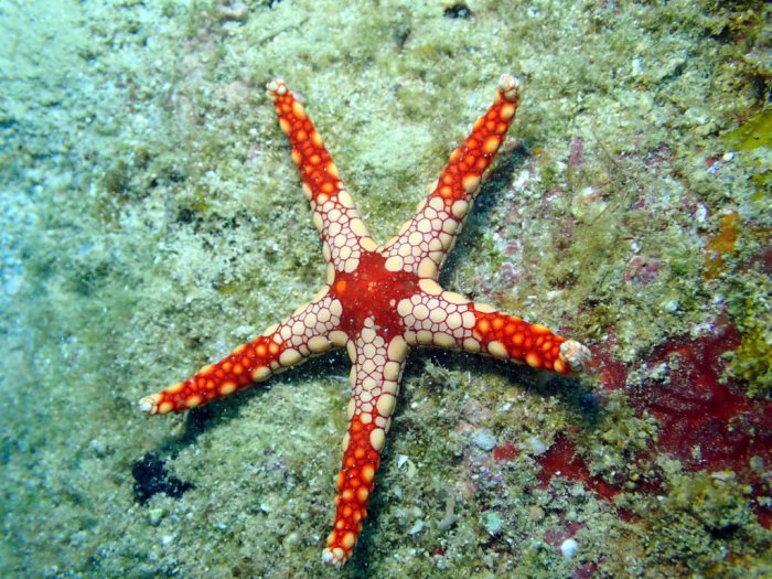Fromia monilis