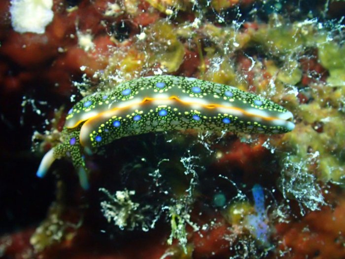 Thuridilla sp.