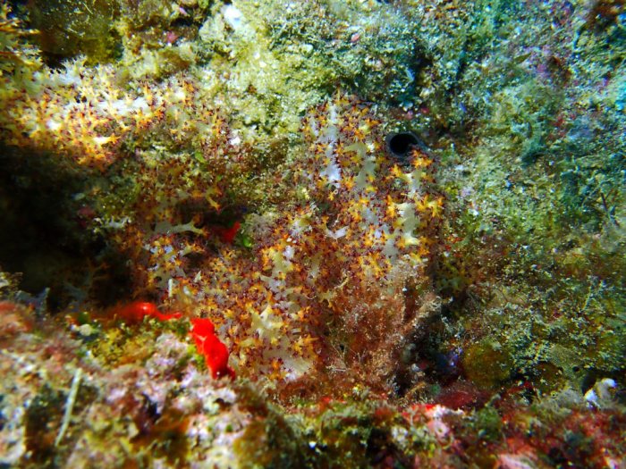 Corail mou