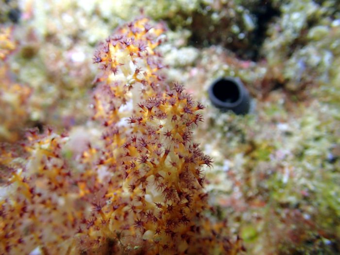 Corail mou