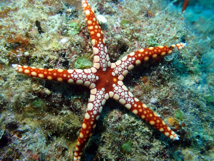 Fromia monilis