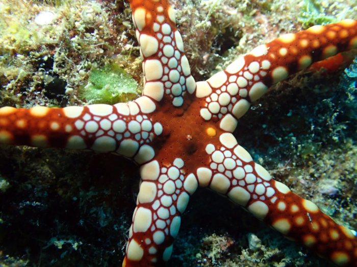 Fromia monilis