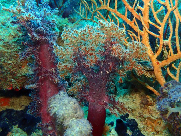 Corail mou
