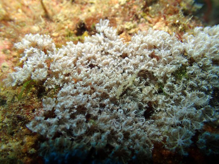 Xenidae
