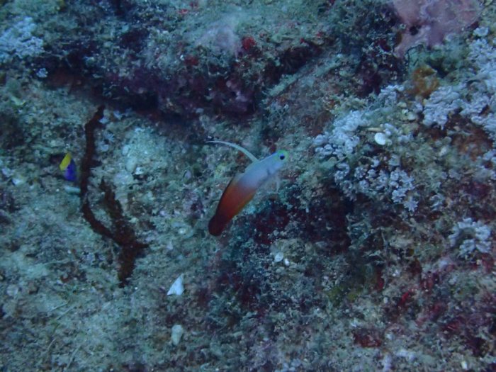 Nemateleotris magnifica