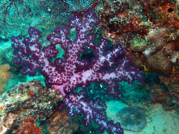Dendronephthya sp.