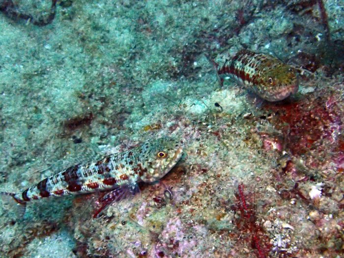 Saurida gracilis