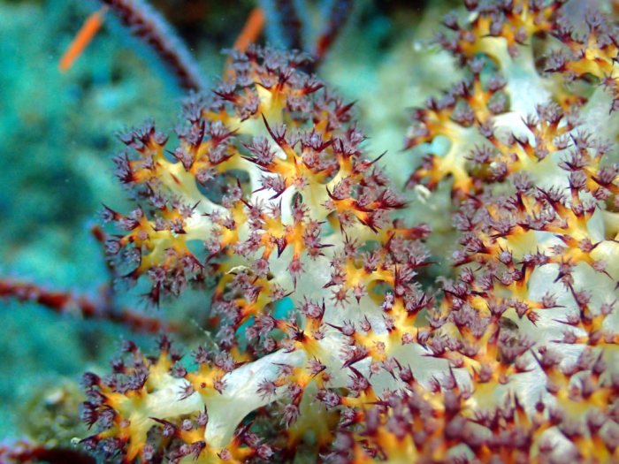 Corail mou