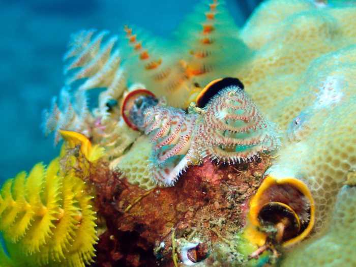 Spirobranchus corniculatus