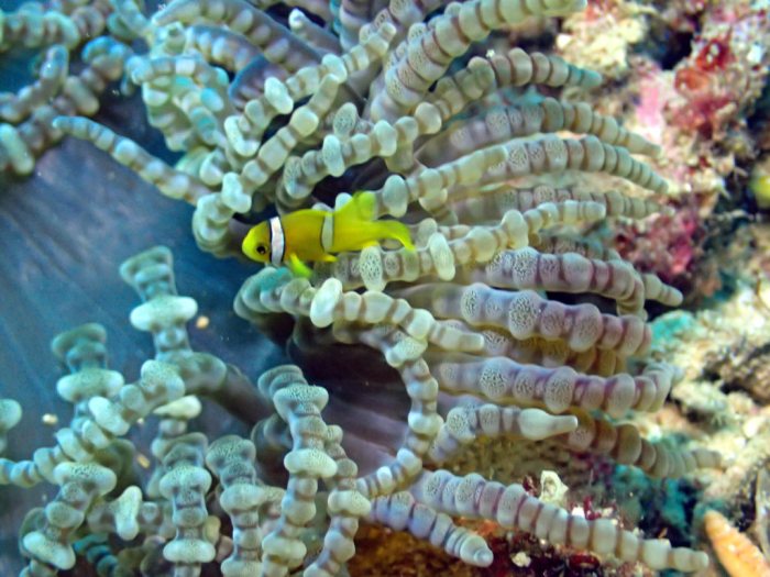 Amphiprion clarkii