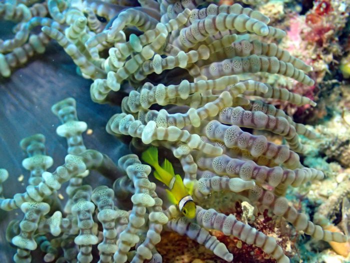 Amphiprion clarkii