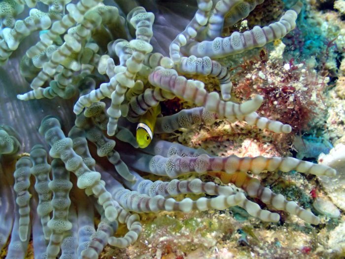Amphiprion clarkii