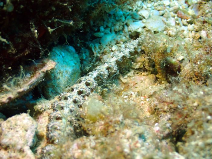 Pteraeolidia ianthina