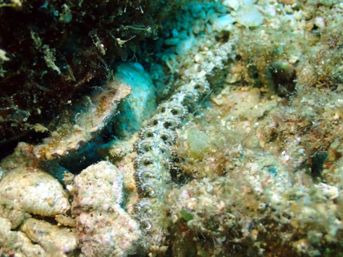Pteraeolidia ianthina