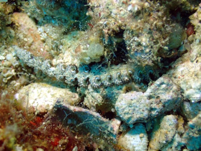 Pteraeolidia ianthina