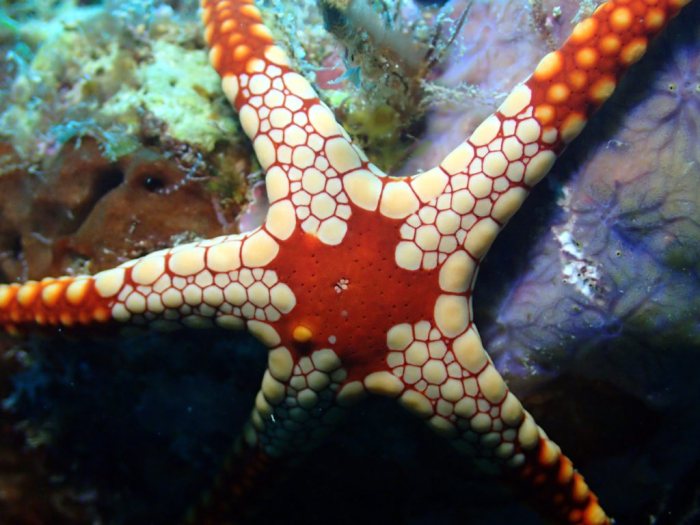 Fromia monilis