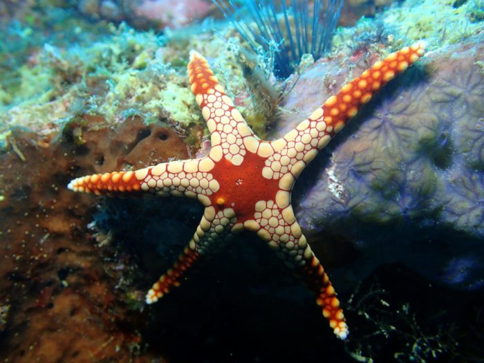 Fromia monilis