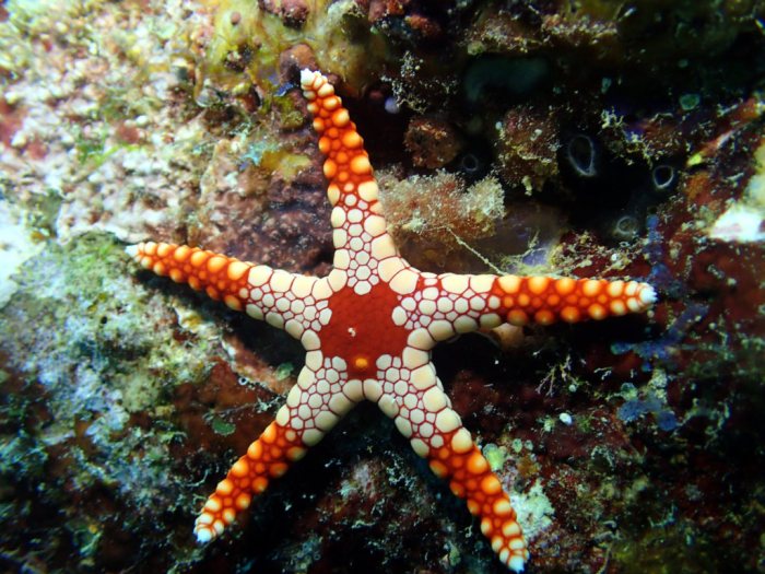 Fromia monilis