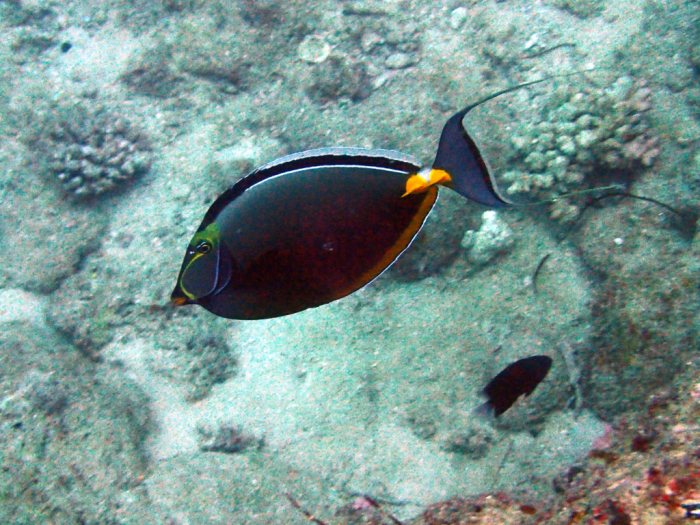 Naso lituratus