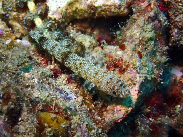 Saurida gracilis