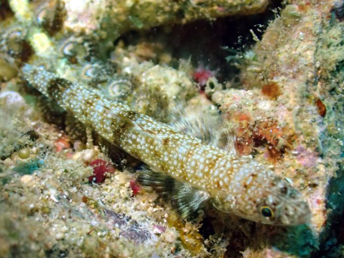 Saurida gracilis