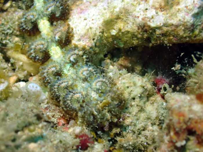Pteraeolidia ianthina