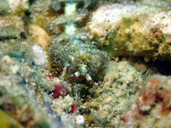 Pteraeolidia ianthina