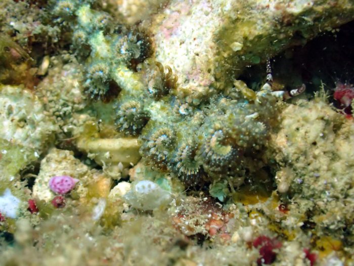 Pteraeolidia ianthina