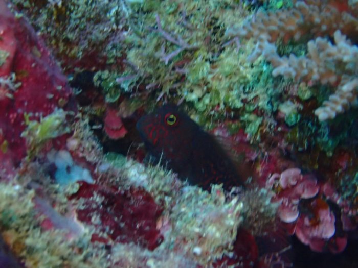 Cirripectes stigmaticus