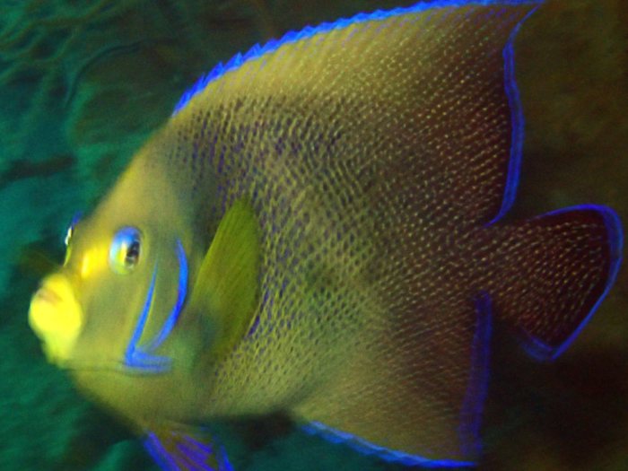 Pomacanthus semicirculatus