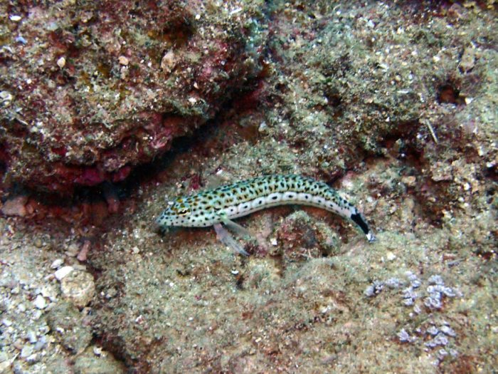 Parapercis hexophtalma