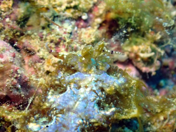 Pteraeolidia ianthina