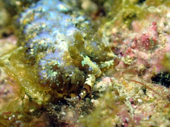 Pteraeolidia ianthina