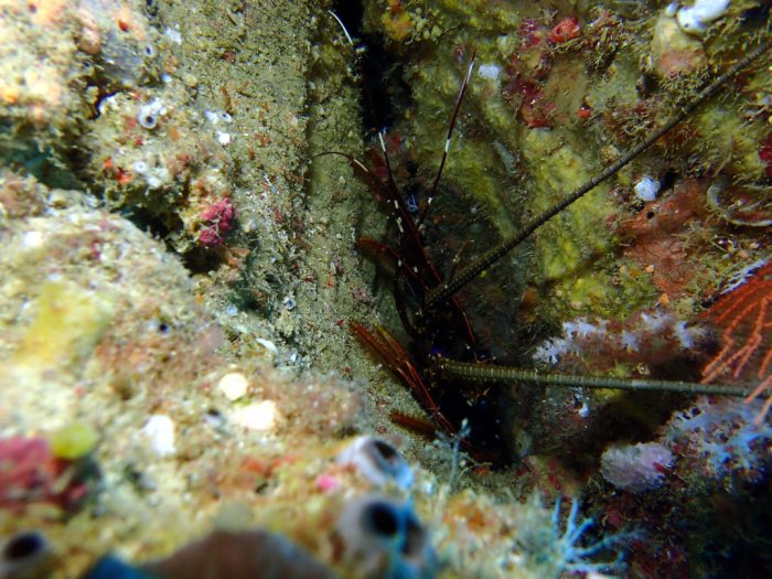 Langouste