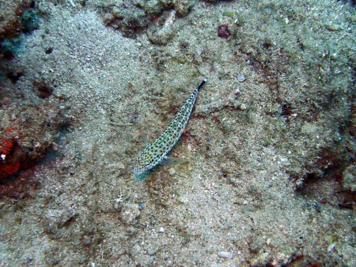 Parapercis hexophtalma