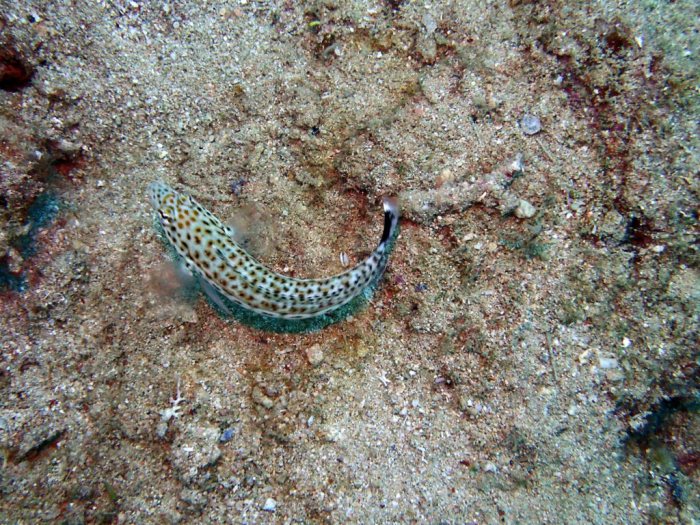 Parapercis hexophtalma