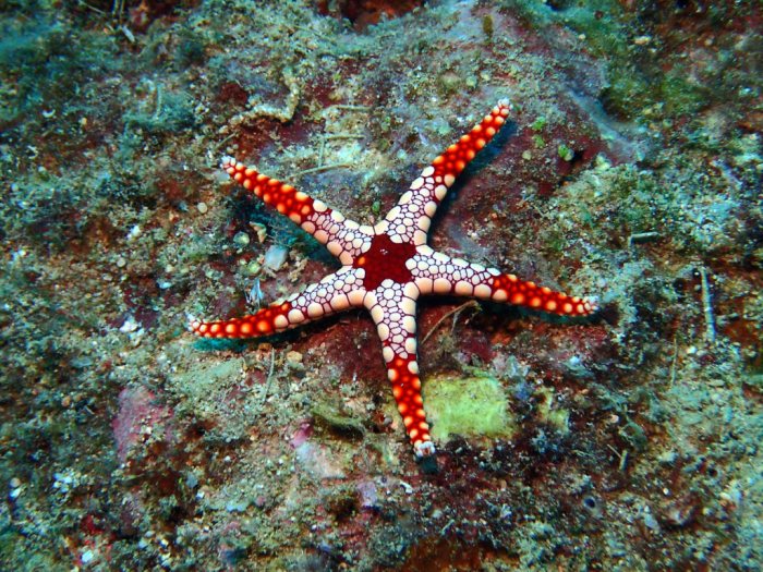 Fromia monilis
