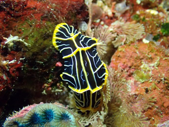 Reticulidia halgerda