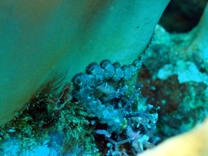 Pteraeolidia ianthina