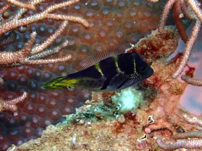 Paraluteres prionurus
