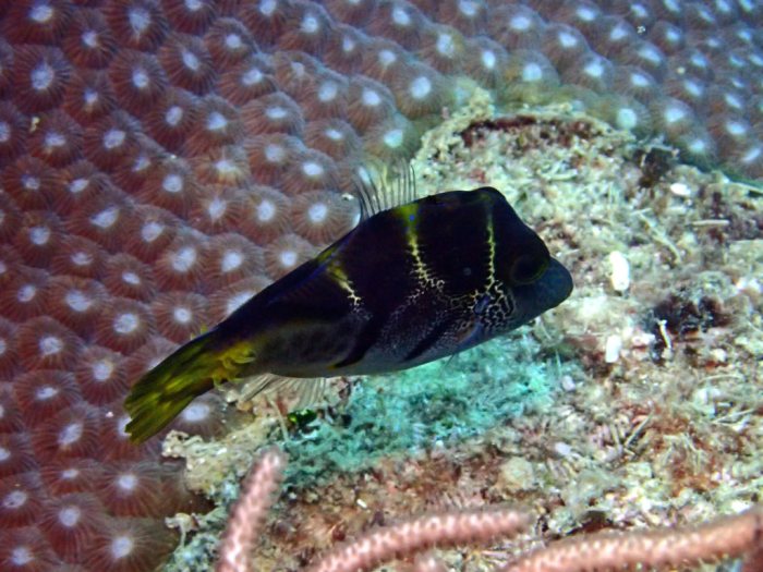Paraluteres prionurus