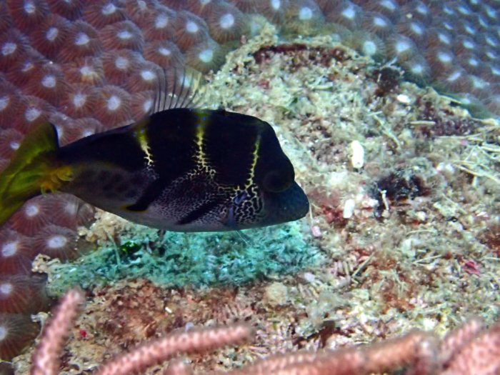 Paraluteres prionurus