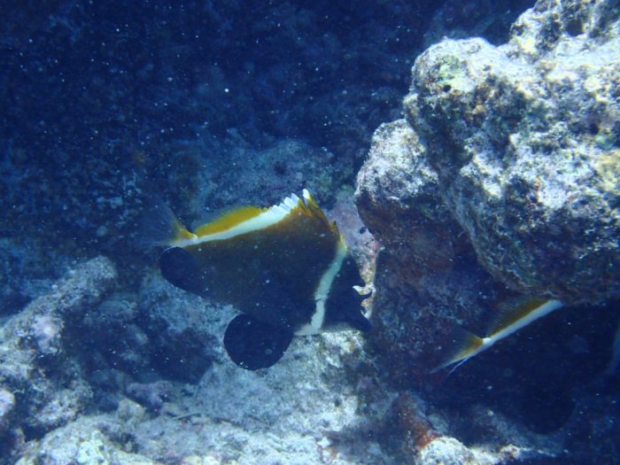 Heniochus varius